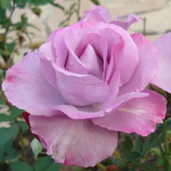 Dioressence_Floribunda_Garden_Rose-600x600 | ЛПХ питомник роз "ГАРАНТ"