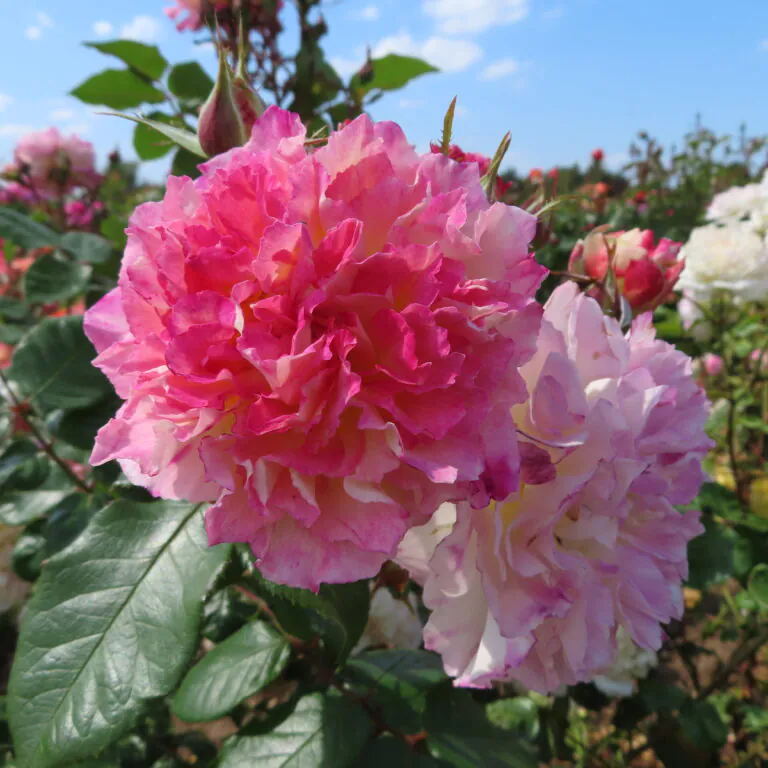 Our_Liz_Floribunda_Garden_Rose_23-42-768x768 | ЛПХ питомник роз "ГАРАНТ"